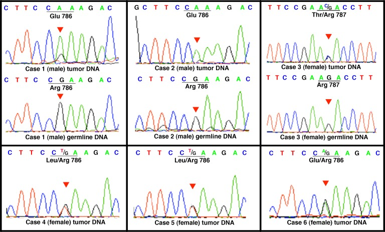 Direct genomic DNA sequencing of ZFX R767/768 mutations