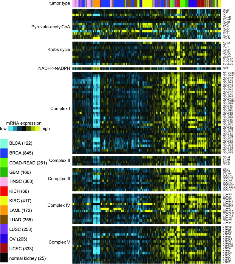 In a panel of human cancers of various tissues of origin (from TCGA, n = 3,564 samples), differential expression (relative to sample median) of genes related to Krebs cycle and Electron Transport Chain (ETC)