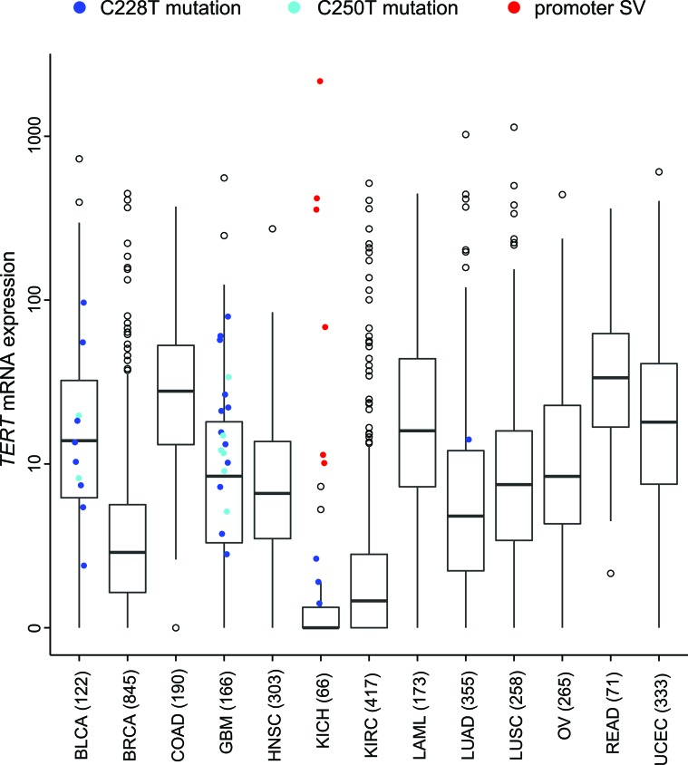 In a panel of human cancers of various tissues of origin (from TCGA, n = 3,564 samples), TERT mRNA expression levels by cancer type
