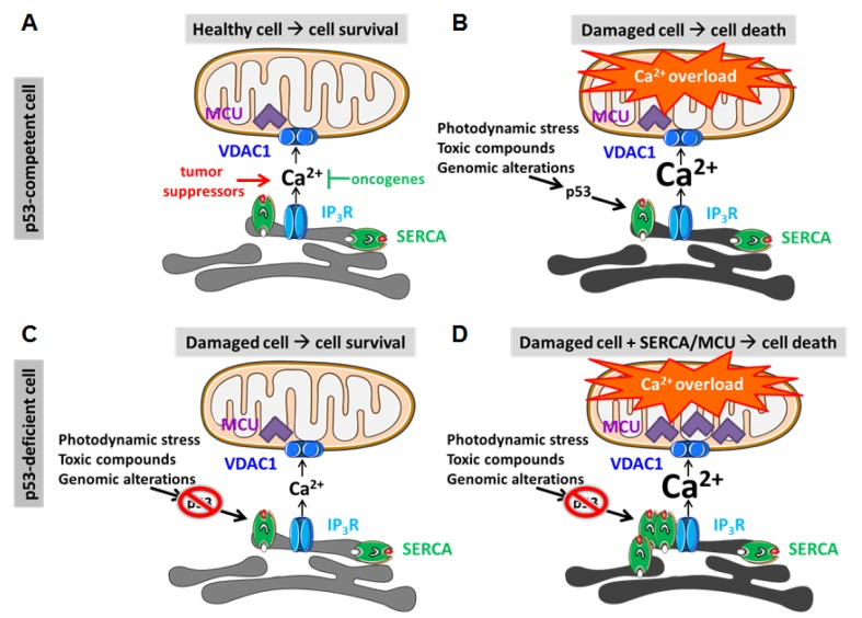 The interplay between p53 and Ca2+ signaling for cell death in response to oncogenic stress or anti-cancer treatments