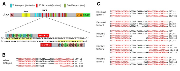 TALEN mediated targeting of the MCR of the Xenopus tropicalis apc gene
