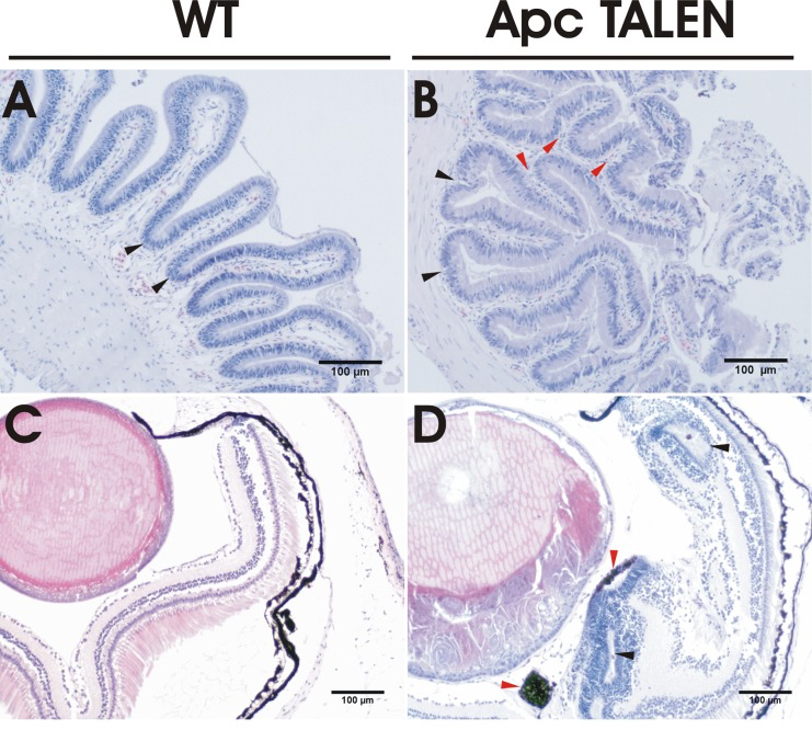 Histological analysis of intestinal and retinal sections