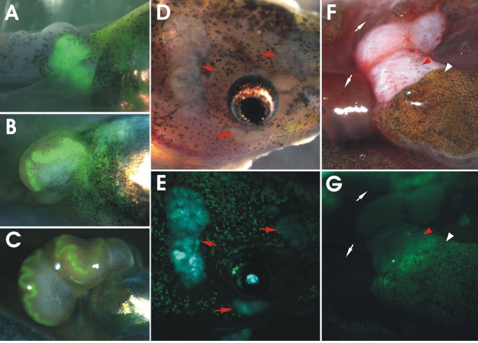 Active Wnt signalling in apc TALEN induced tumors
