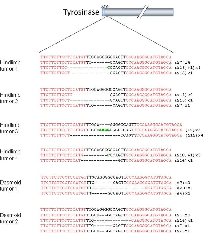 Combined bi-allelic targeting of the tyr and apc genes in X. tropicalis tumors