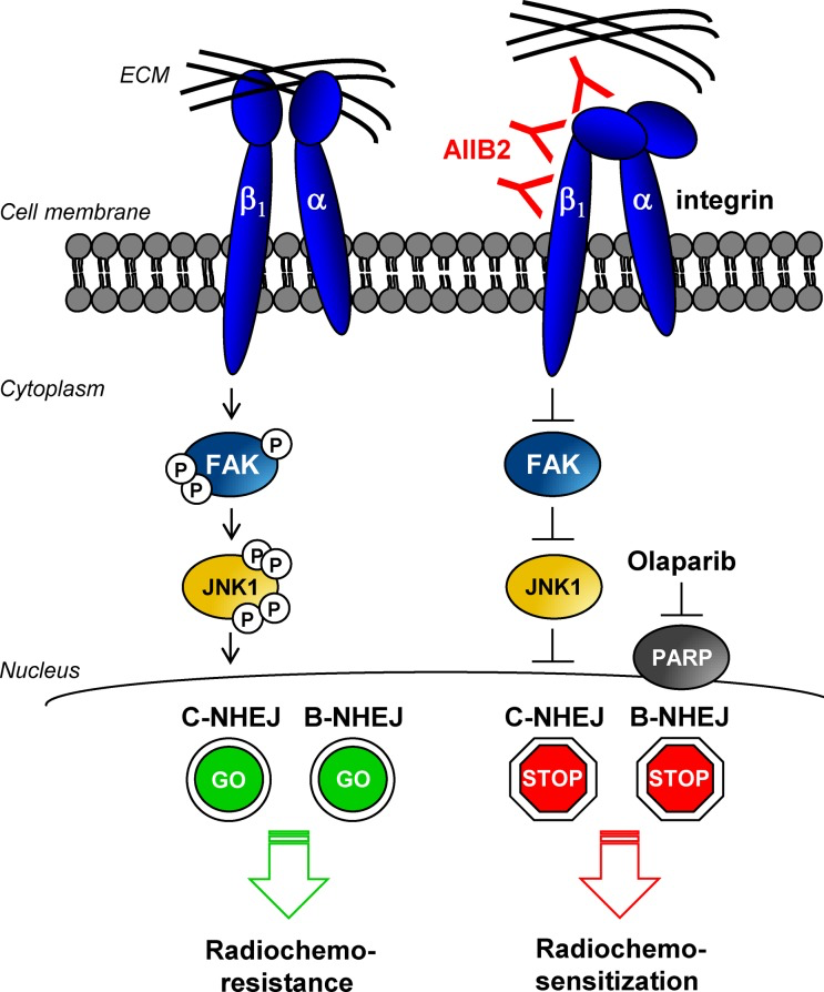 β1 integrin-mediated signaling modulates DNA repair