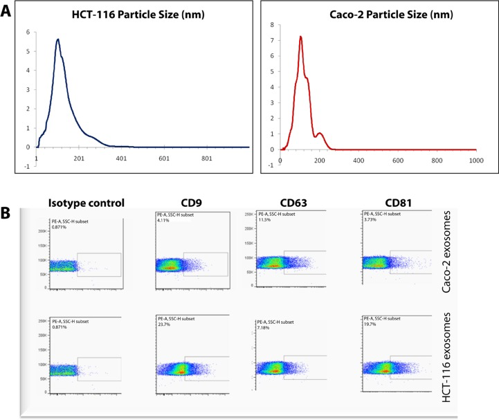 Characterization of Caco-2 and HCT-116 exosomes