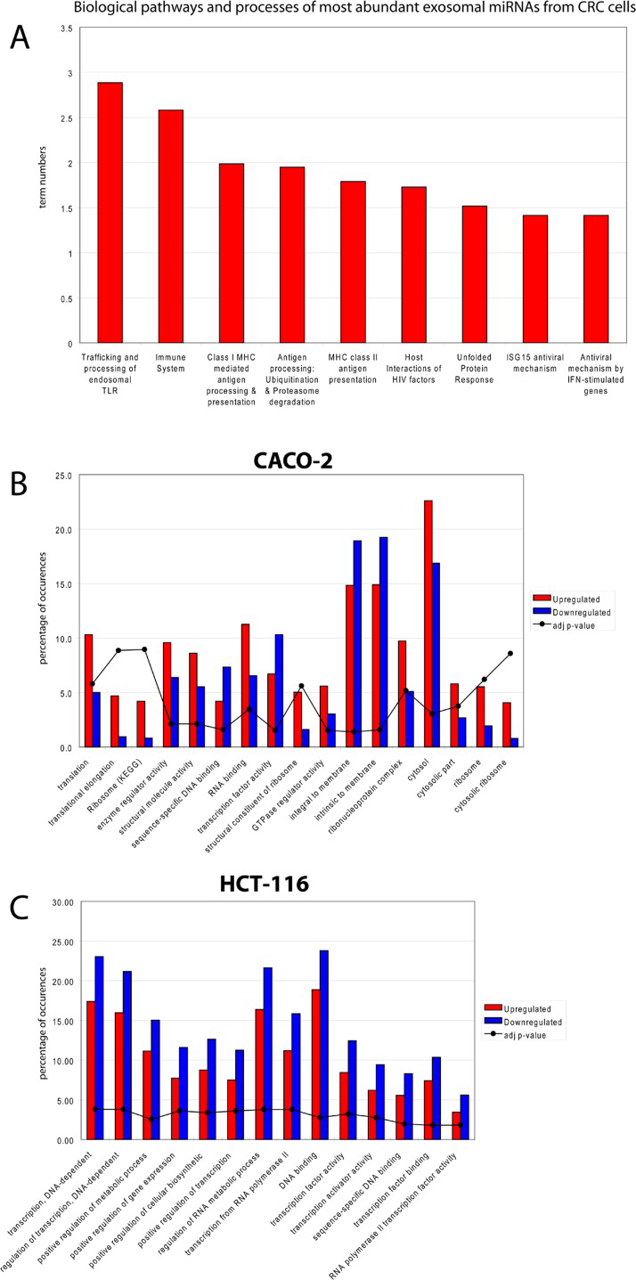 Biological functions of exosomal miRNAs in CRC