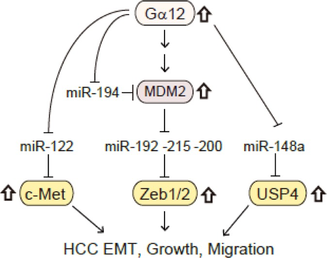 A schematic diagram illustrating the molecules responsible for HCC aggressiveness