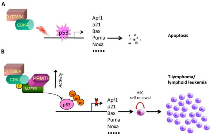 Model of p53 methylation function in tumorigenesis