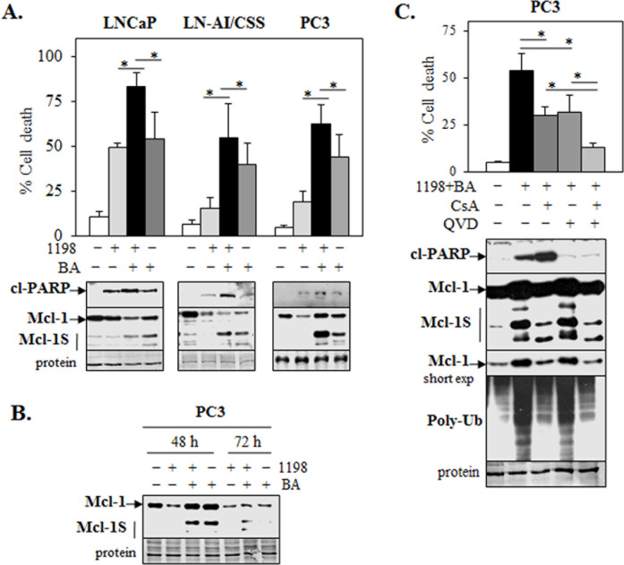 1198 + BA combination increases apoptotic and necrotic cell death in PCa cells