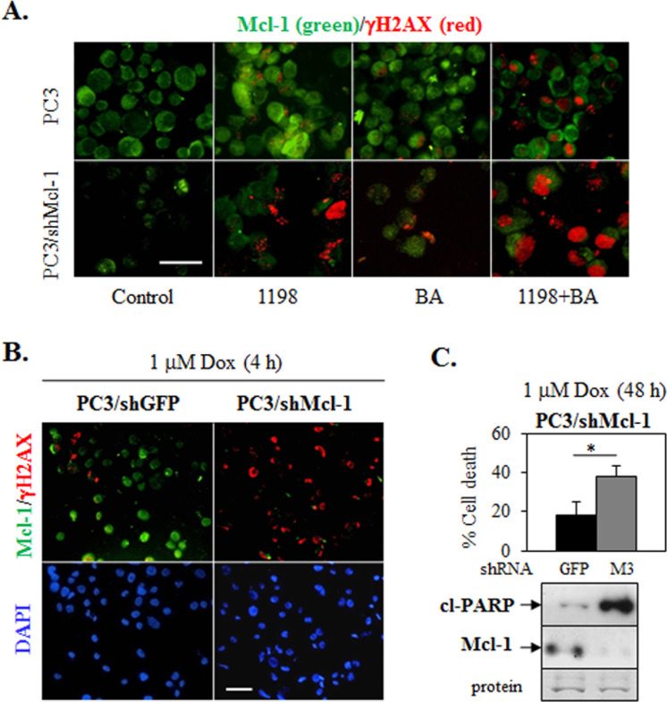Mcl-1 knockdown in PC3 increases DNA damage-associated γH2AX immunostain after 1198 + BA or Dox treatment