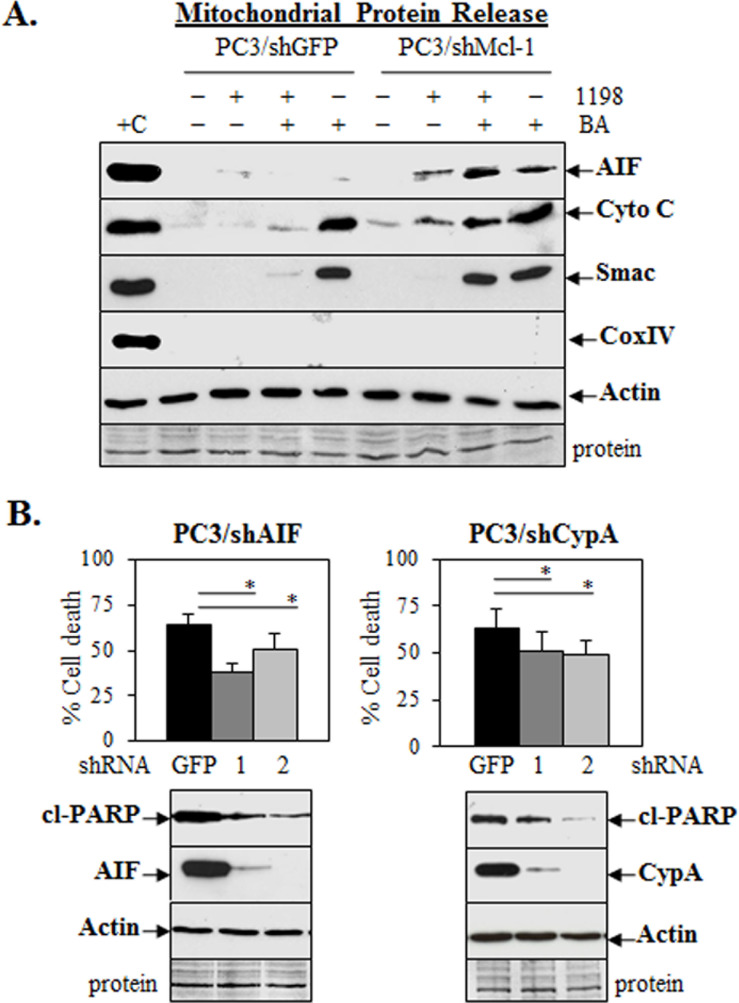 AIF or CypA knockdown in PC3 lowers cell death after 1198 + BA treatment