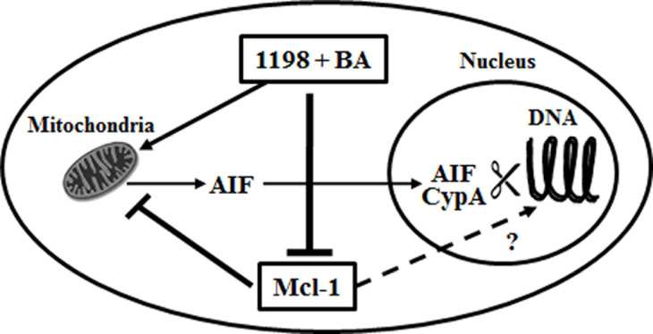 Mechanisms whereby Mcl-1 protects PCa from DNA damage inducing agents