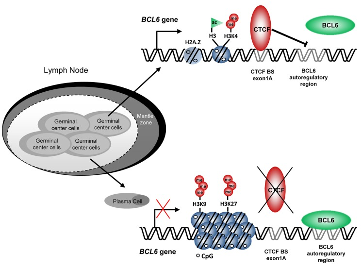 Model for BCL6 regulation by CTCF