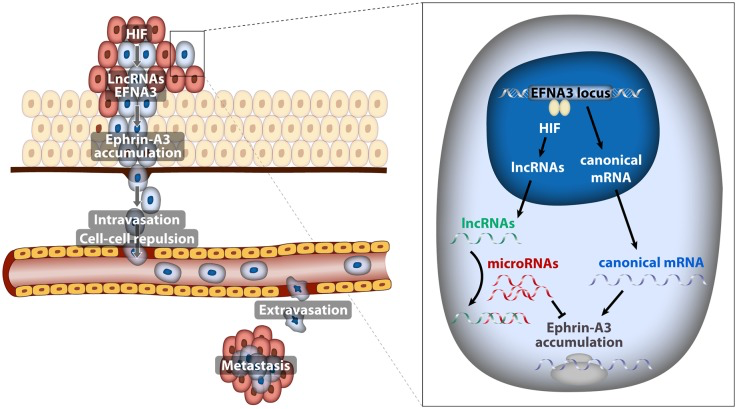 Model depicting the implication of EFNA3 lncRNAs induced by hypoxia in the metastatic dissemination of breast cancer cells