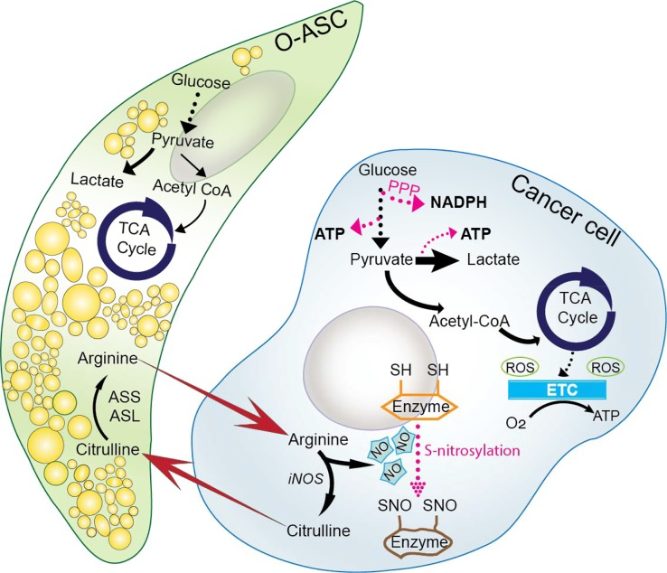 Crosstalk between ovarian cancers and O-ASCs in tumor microenvironment