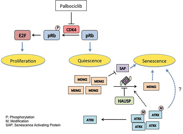 MDM2 and ATRX regulate geroconversion in response to Palbociclib