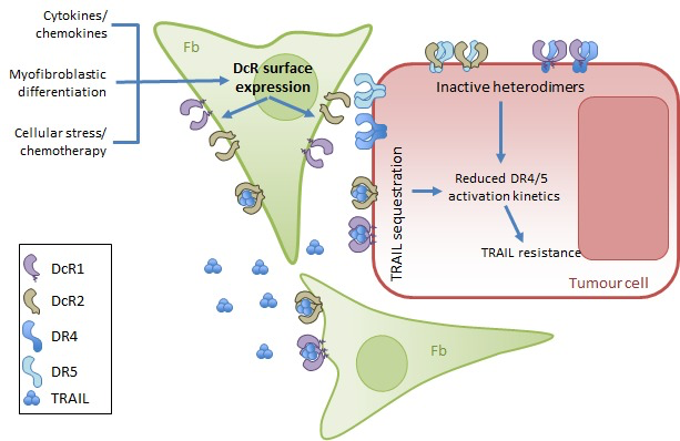 Cell autonomous and supracellular regulation of TRAIL-sensitivity by decoy receptor 1 (DcR1) and -2