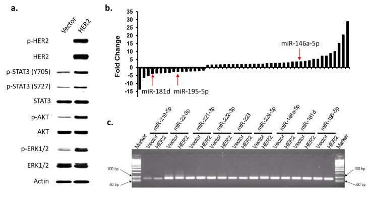 Identification of differentially expressed miRNAs in HER2-overexpressed breast epithelial cells