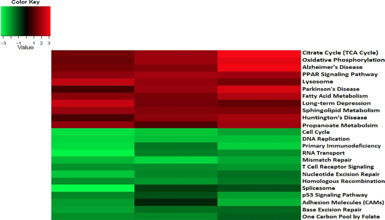 Circadian disruption causes changes to disease related and breast cancer relevant pathways in the 2-week chronic ZT19 group