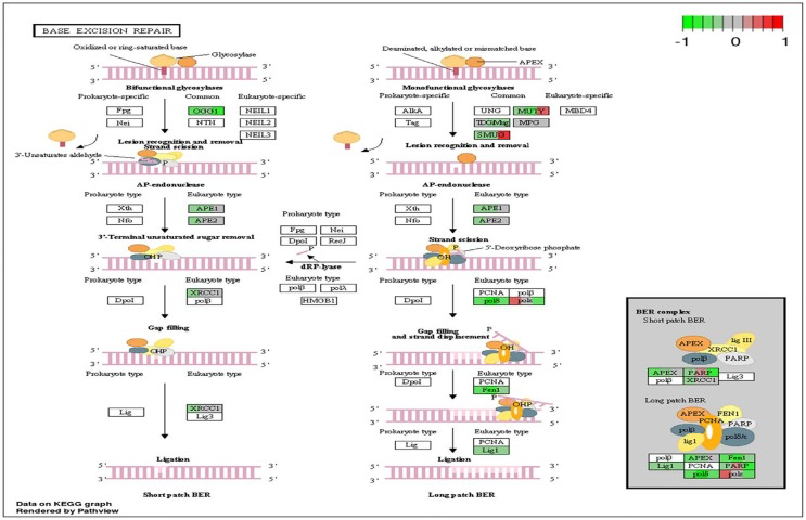 Circadian disruption induced changes to the base excision repair pathway