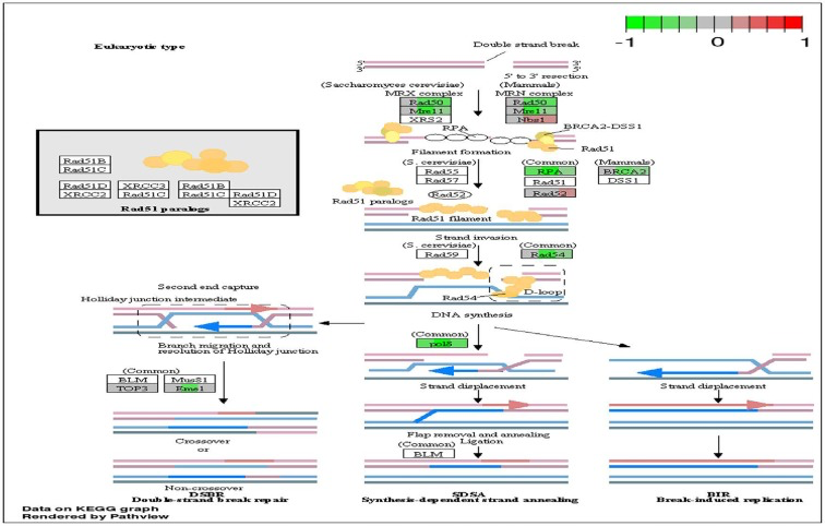 Circadian disruption induced changes to the homologous recombination pathway