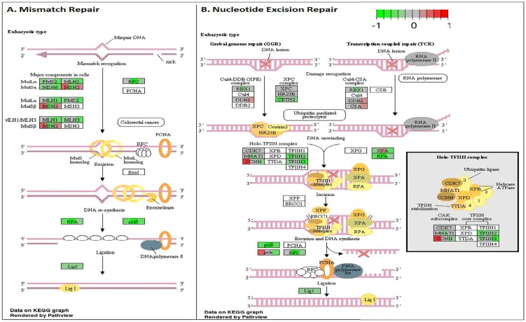 Circadian disruption induced changes to the mismatch repair and nucleotide excision repair pathways