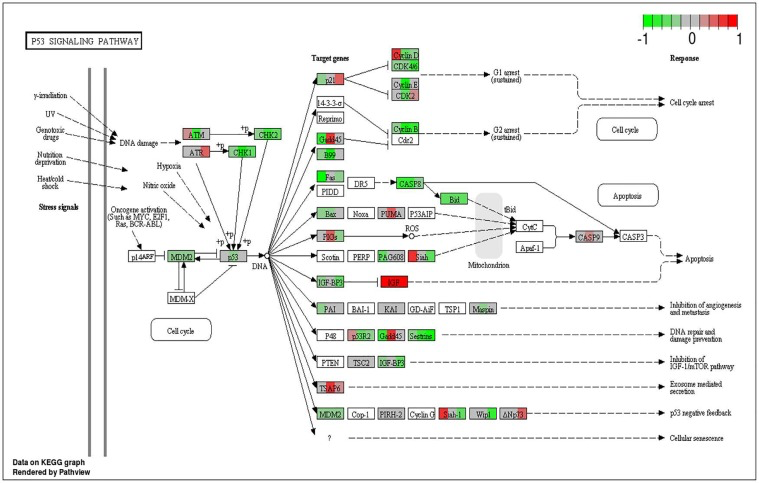 Circadian disruption induced changes to the p53 signaling pathway
