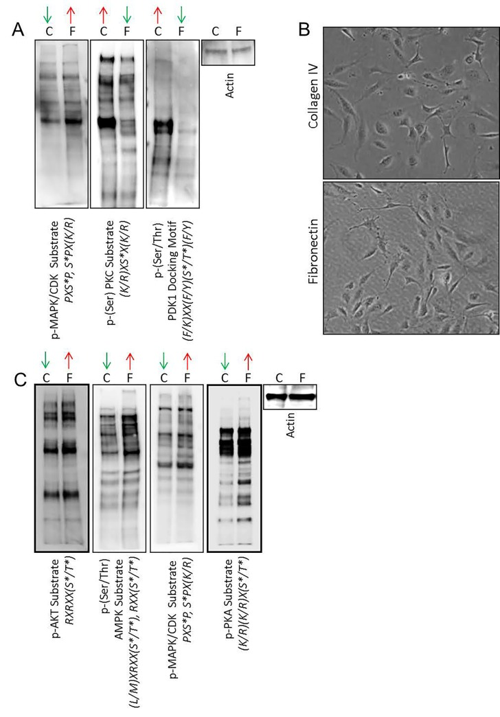 Extracellular matrix-mediated changes in intracellular signaling