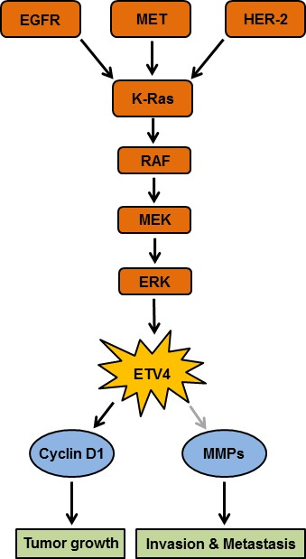 Proposed model for ETV4 (E26 transformation-specific (ETS) variant 4) overexpression that is involved in the pathobiology of pancreatic cancer