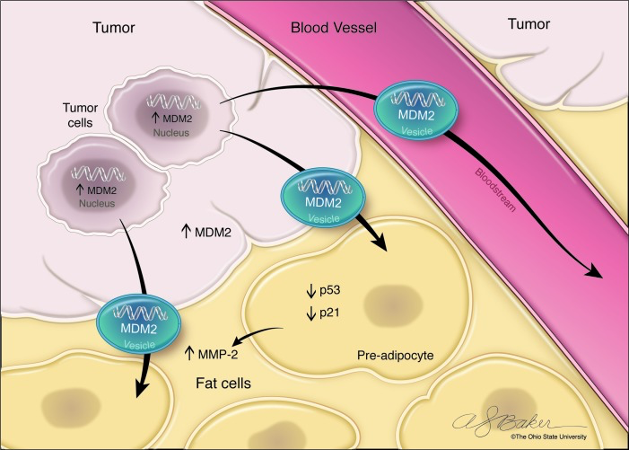 EV- dependent MDM2-DNA transfer from DDLPS to recipient P-a