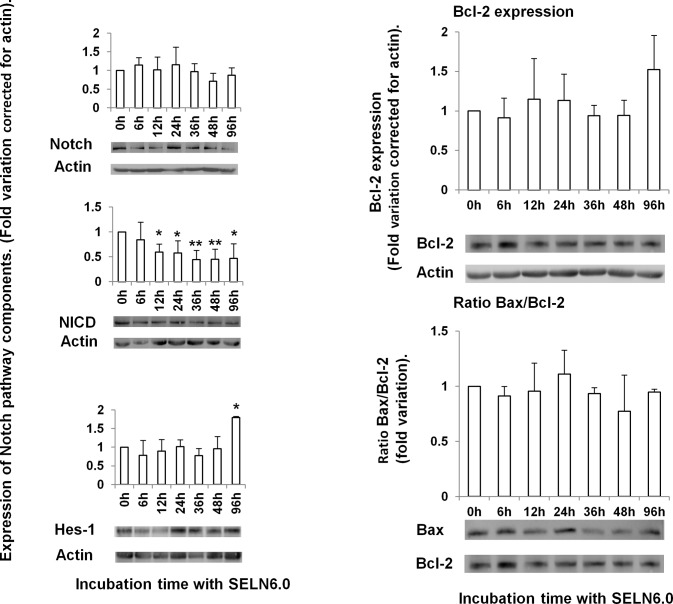 Effects of SELN6.0 on the Notch pathway in MiaPaCa-2 cells