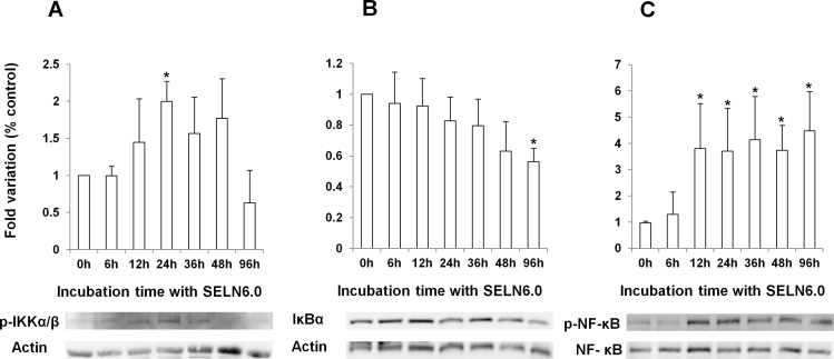Effects of SELN6.0 on the NF-kB signaling