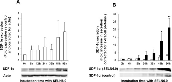 Expression of Stromal Derived Factor (SDF-1α) by MiaPaCa-2 cells