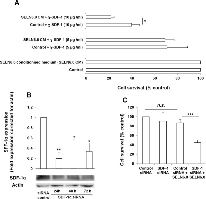 SDF-1α is involved in MiaPaCa-2 cells resistance to SELN6.0