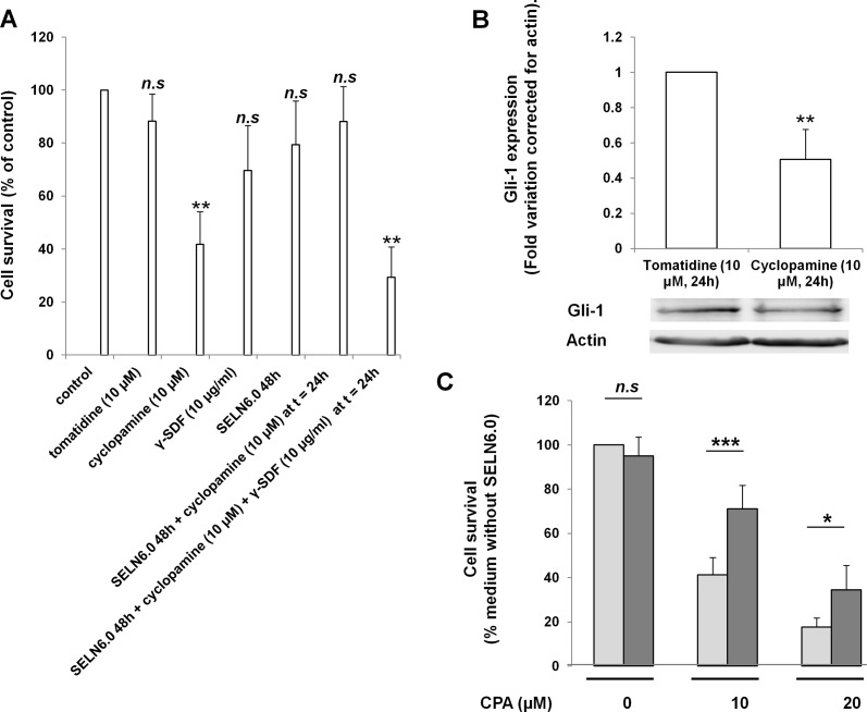 Effects of cyclopamine, SELN6.0 and conditioned medium on MiaPaCa-2 cells survival