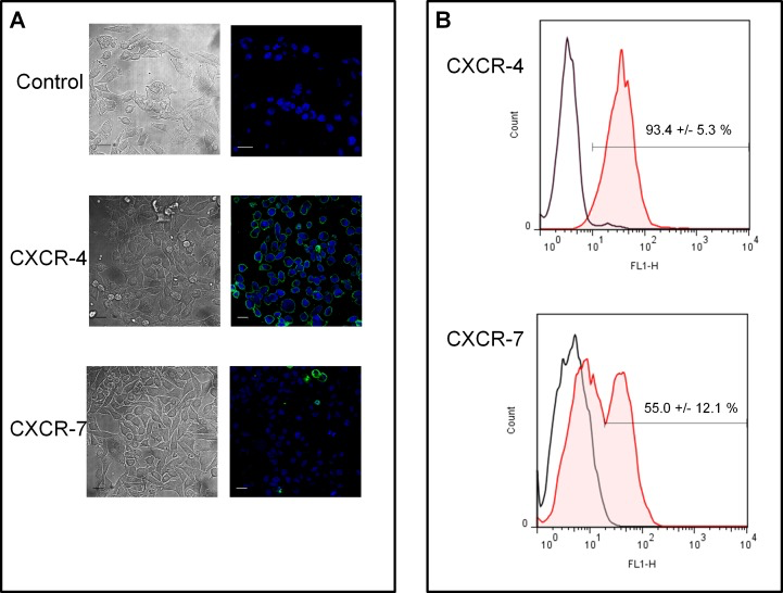 Expression of CXCR4 and CXCR7 by MiaPaCa-2 cells