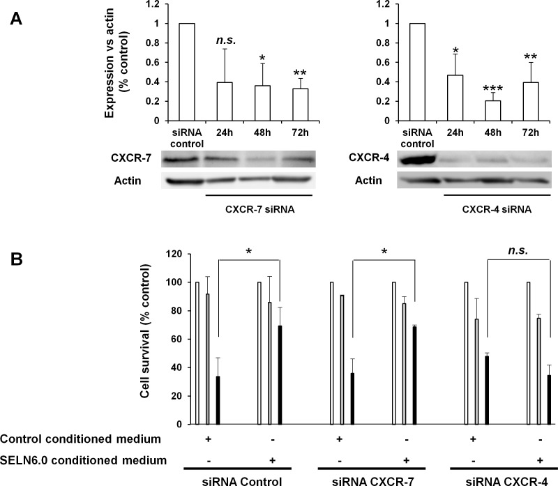 CXCR4 is in involved in MiaPaCa-2 cells resistance to SELN6.0