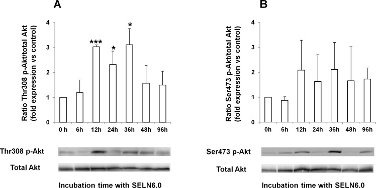 Phosphorylation of Akt in MiaPaCa-2 cells upon incubation with SELN6.0